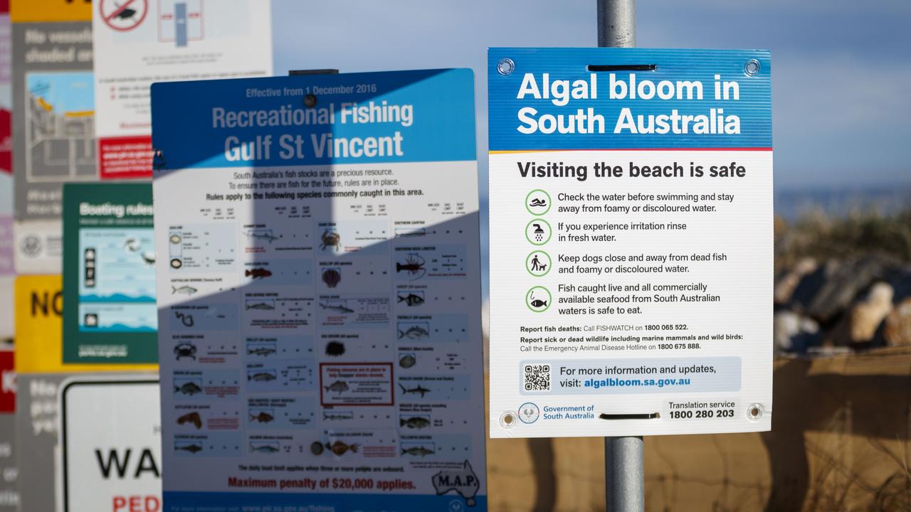 Algal bloom