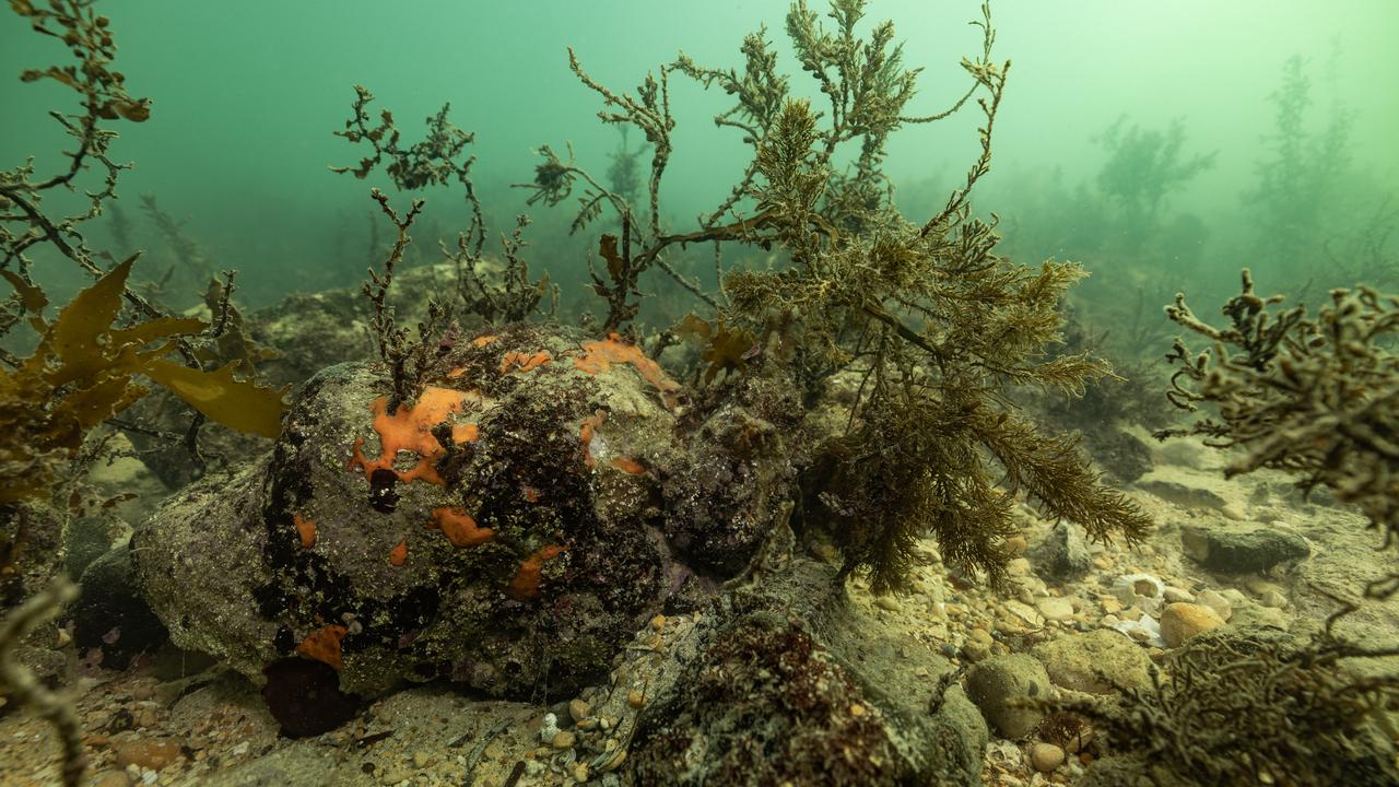 Algal bloom