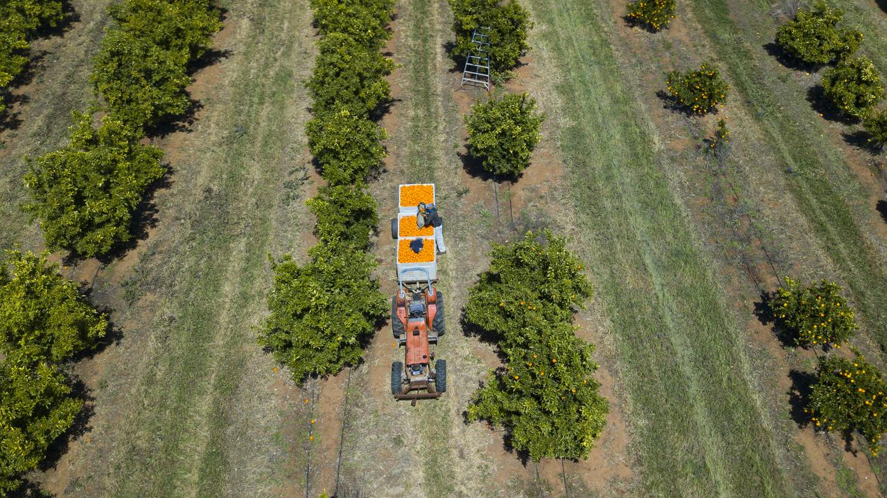 An orange farm (file)