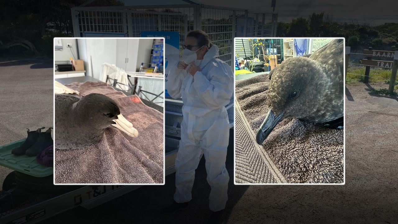 bird flu 