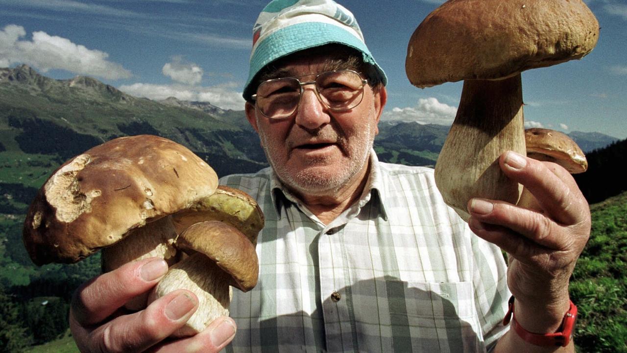 Boletus edulis (file)