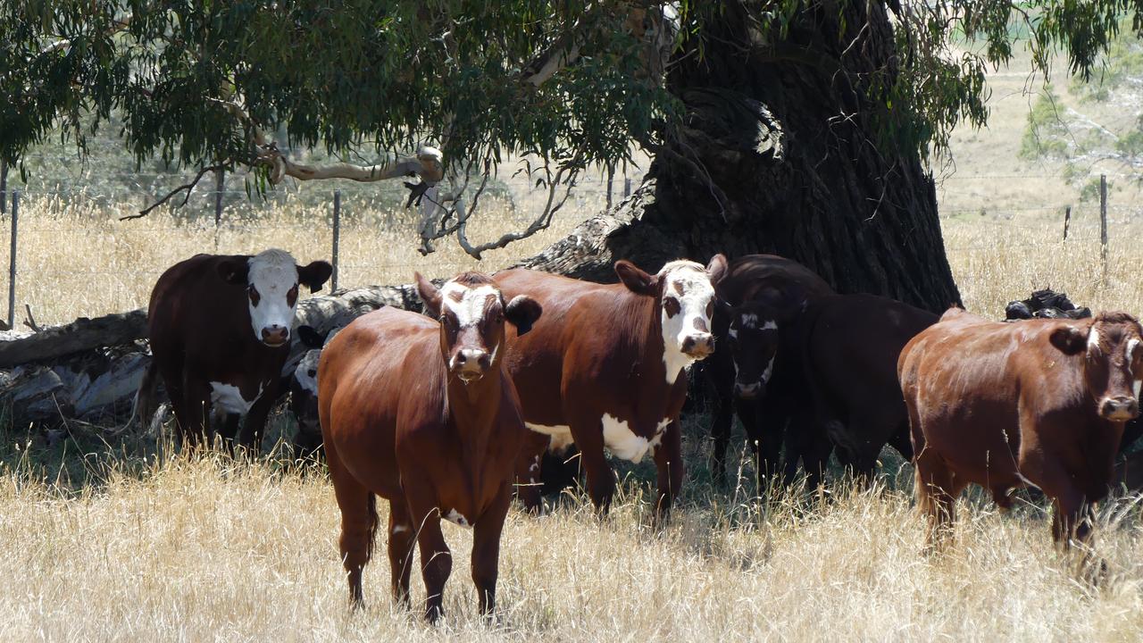 Cattle seek shade in a paddock
