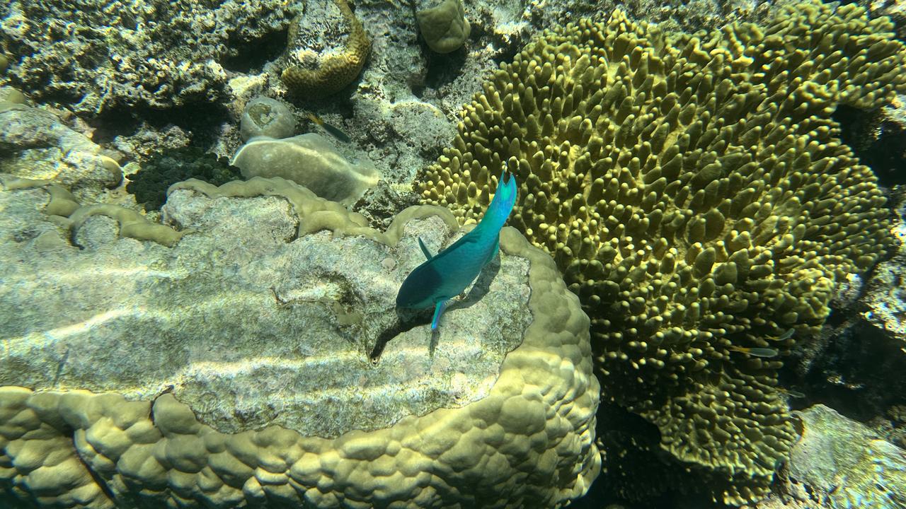Coral is seen at Moore Reef at the Reef Magic pontoon,