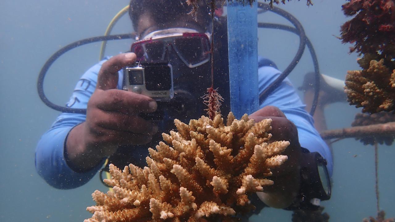 Coral reef restoration
