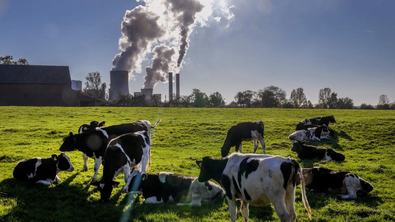 Cows gather near a coal-fired power station