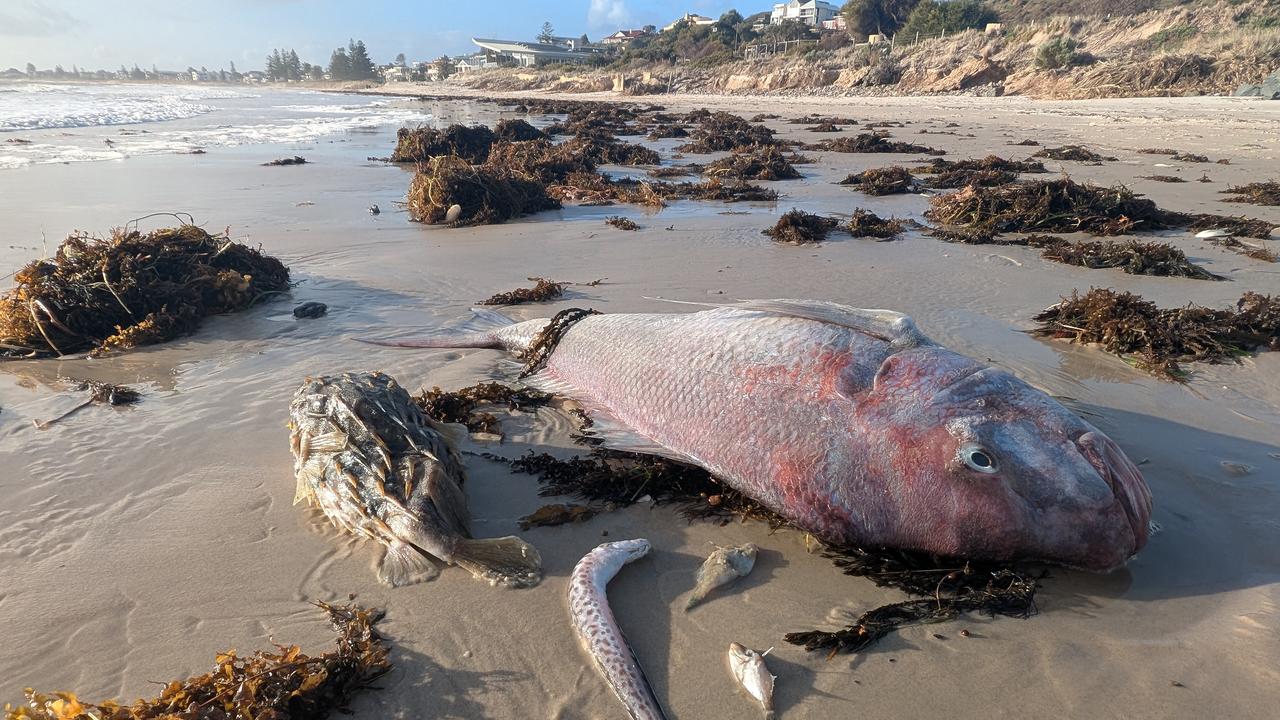 Dead fish on a beach