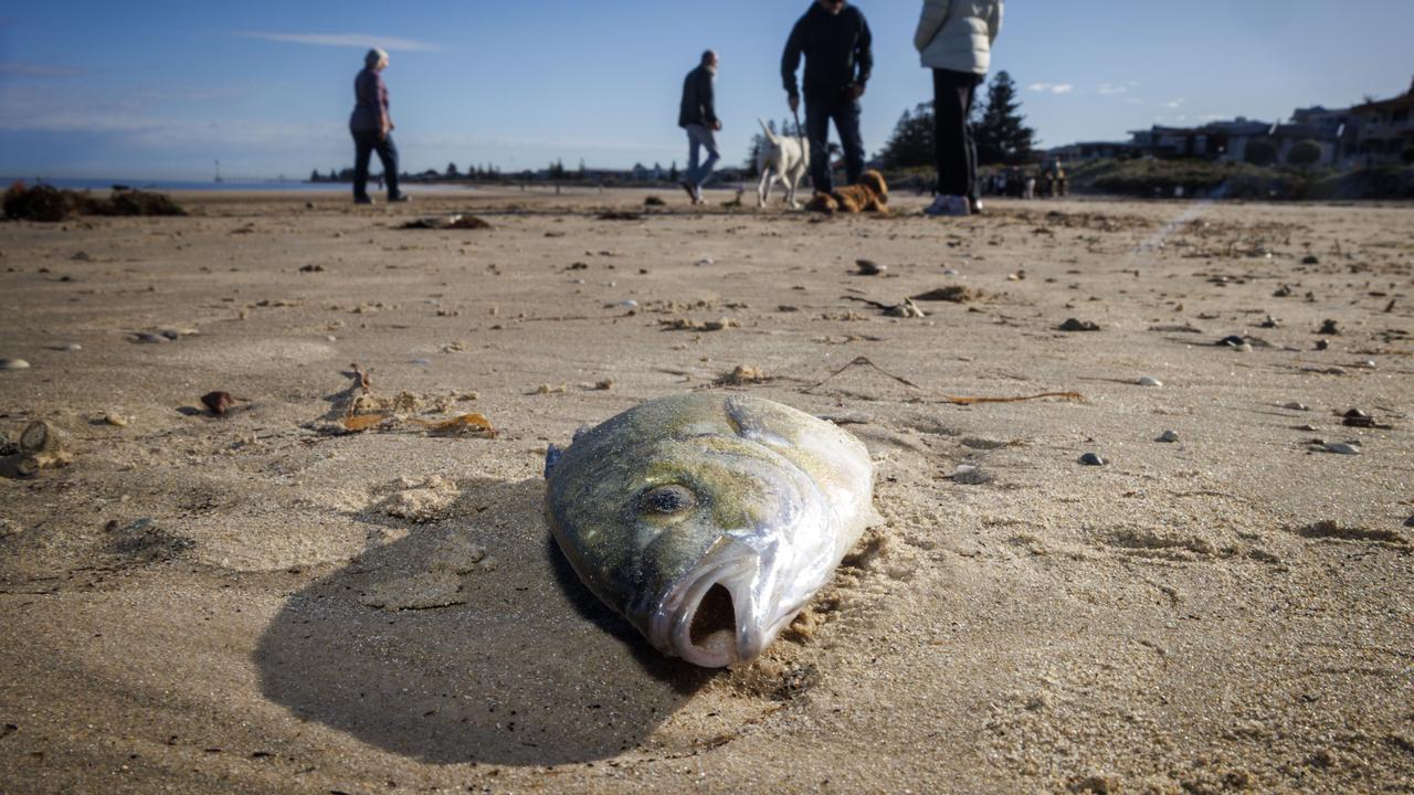 Dead fish