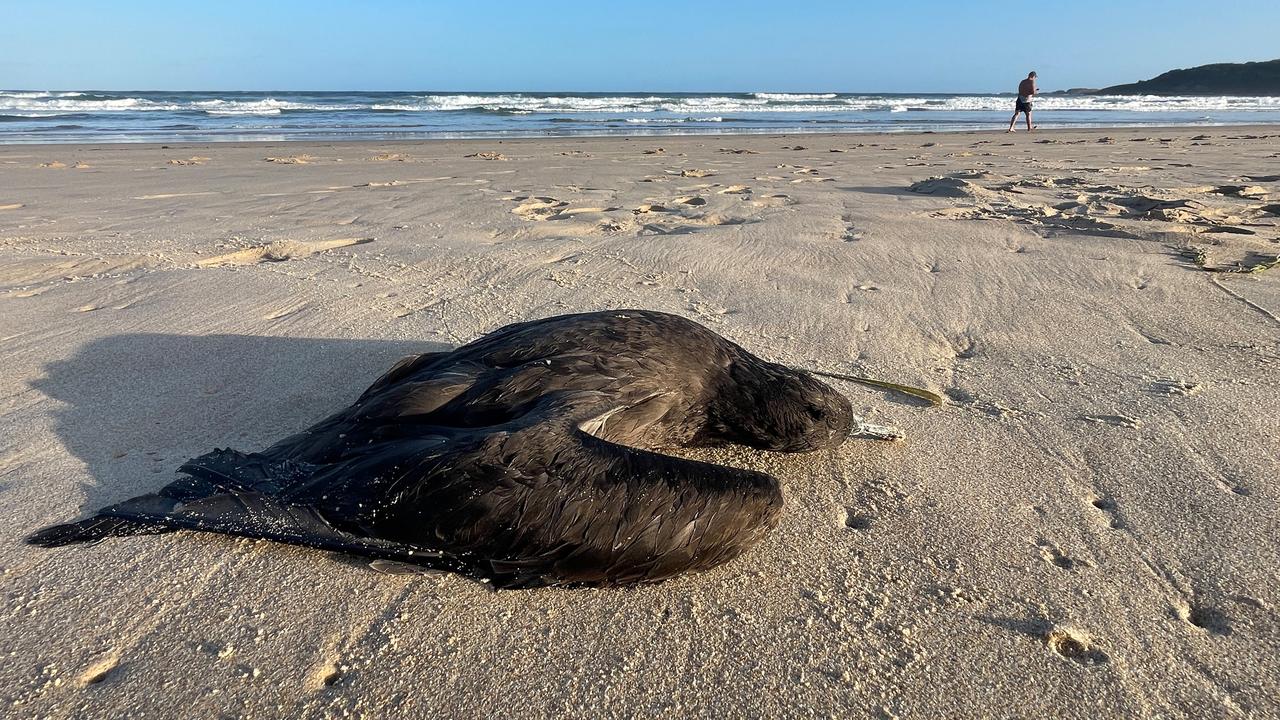 Dead seabirds washed up on Australian beaches in Newcastle