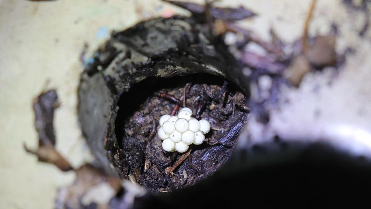 Frog eggs in one of the concrete shelters