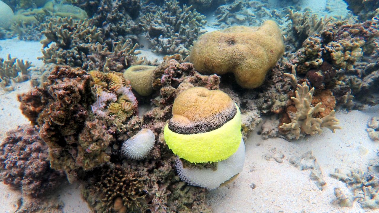 Great Barrier Reef coral with black-band disease.