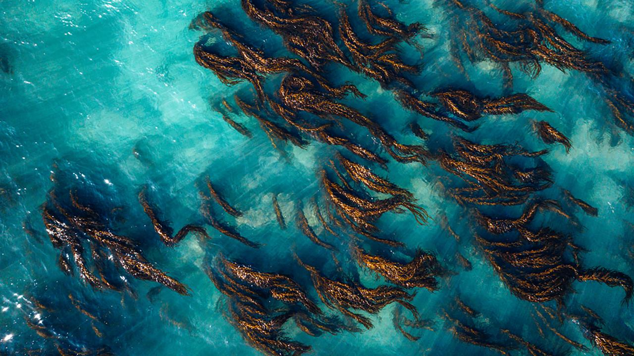 kelp 