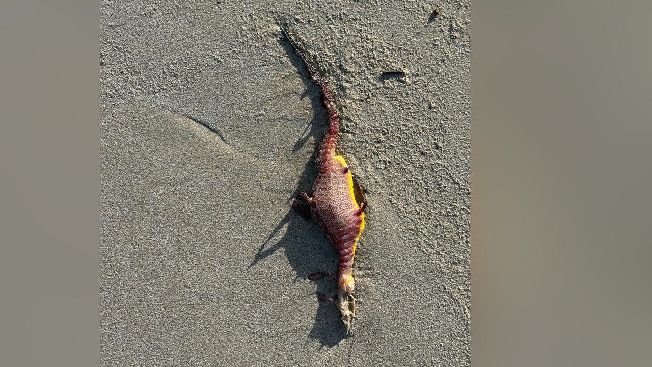 Marine life washed up on shore