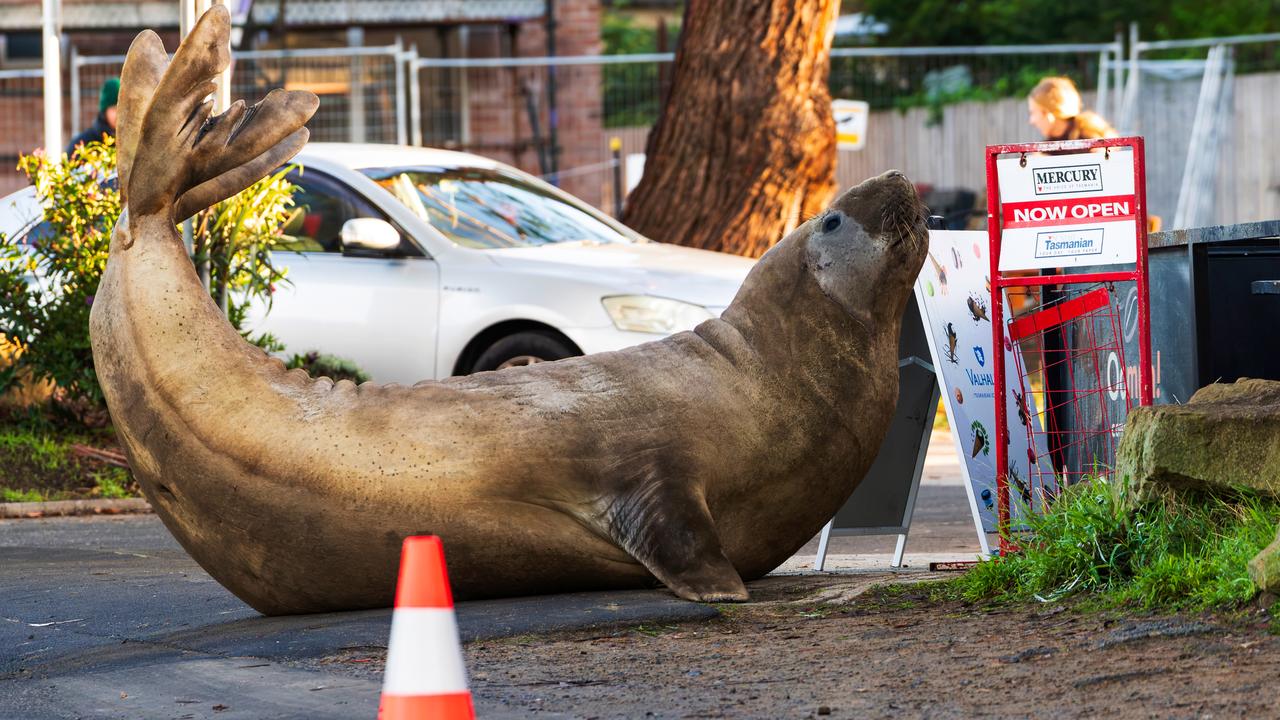 Neil the seal