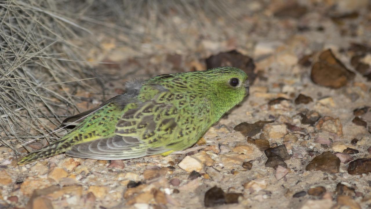 Night parrot