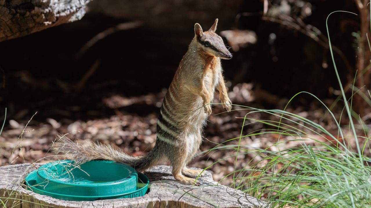 numbat