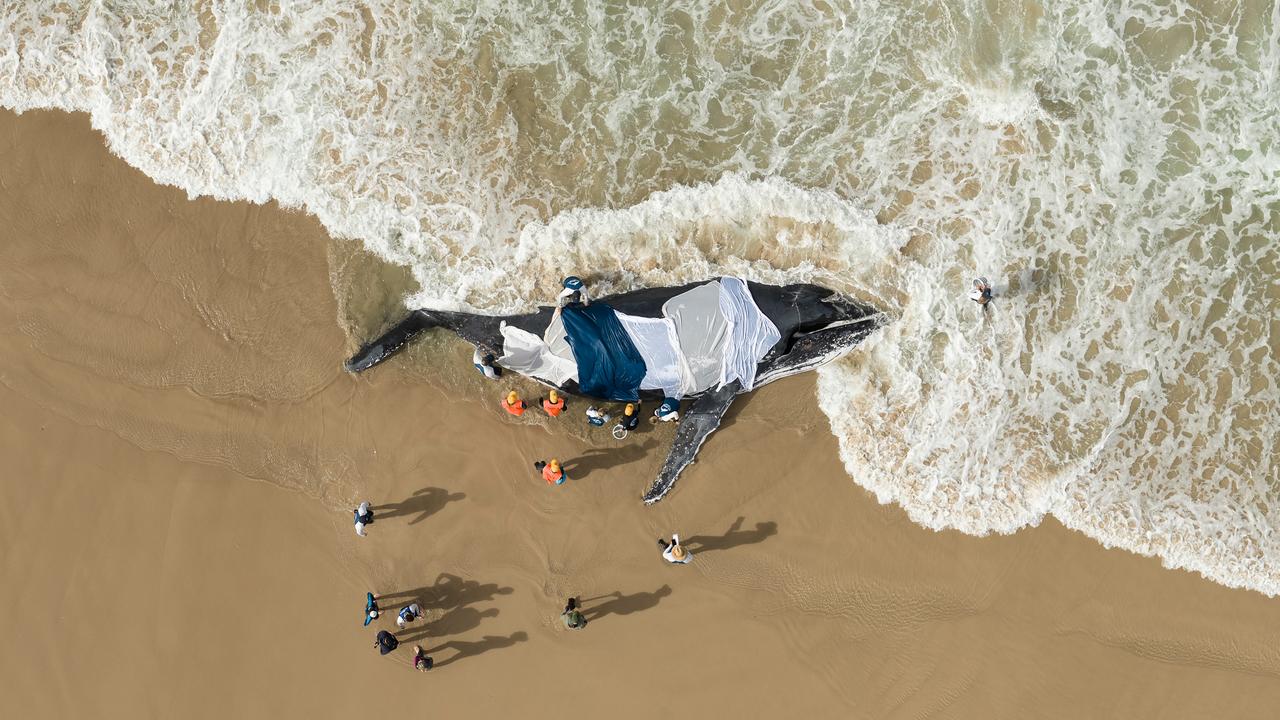 Photo by Craig Parry of a stranded humpback whale