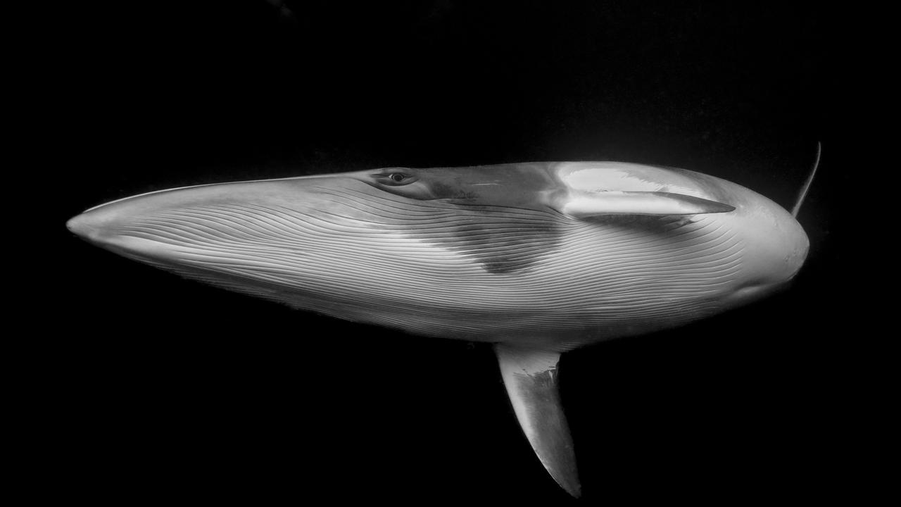 Photo by Marcia Riederer of a dwarf minke whale
