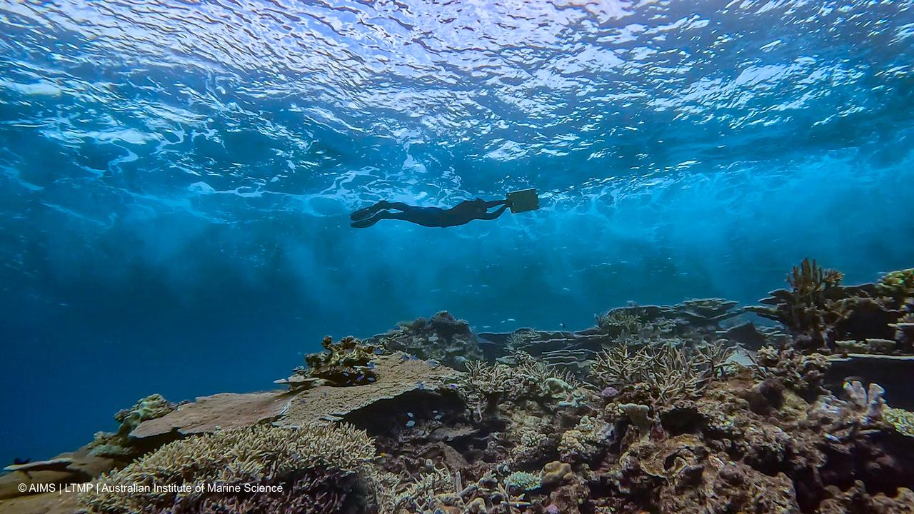 reef