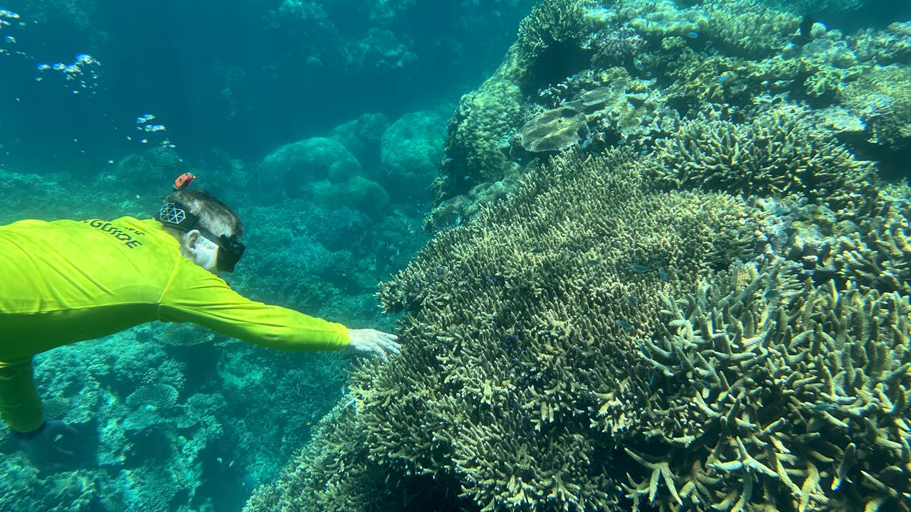 reef