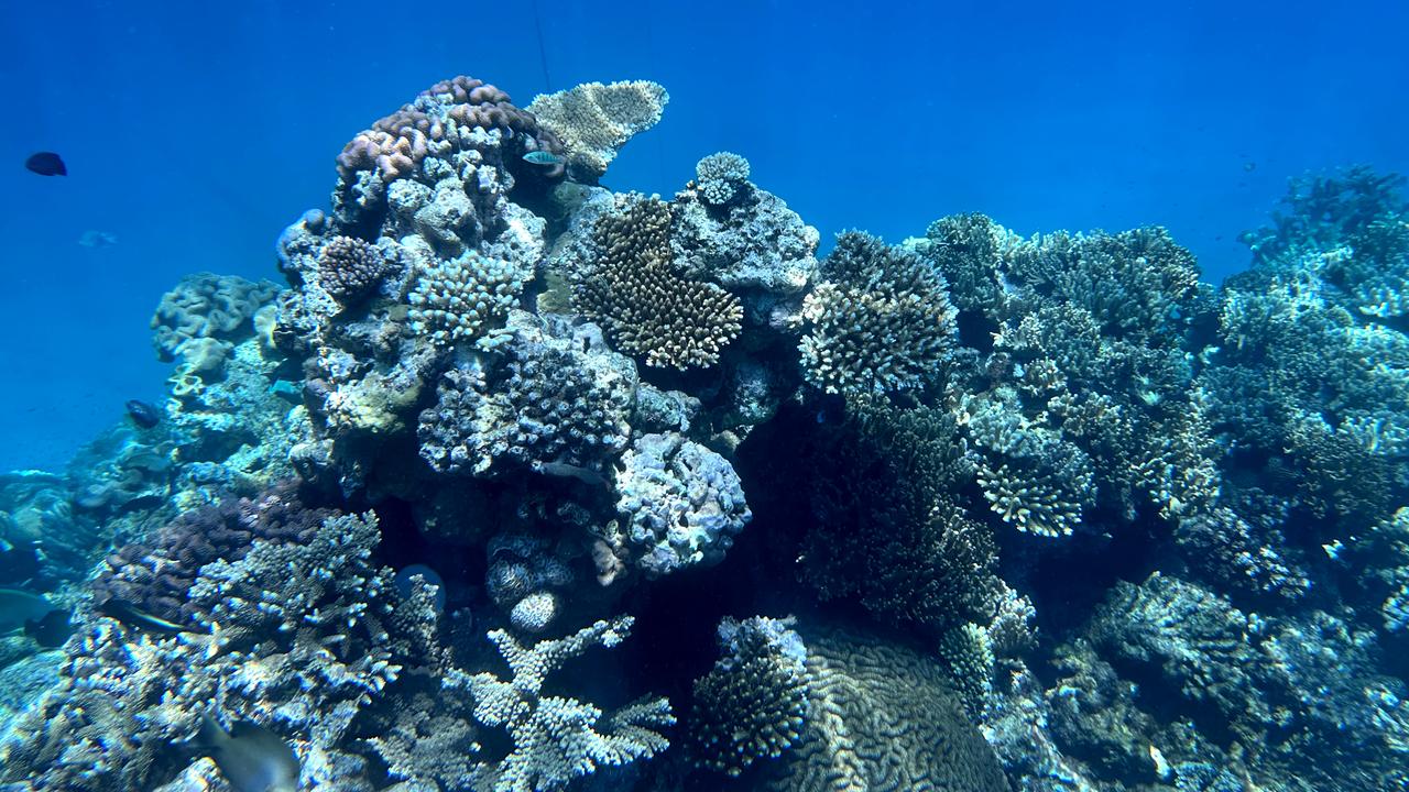 reef