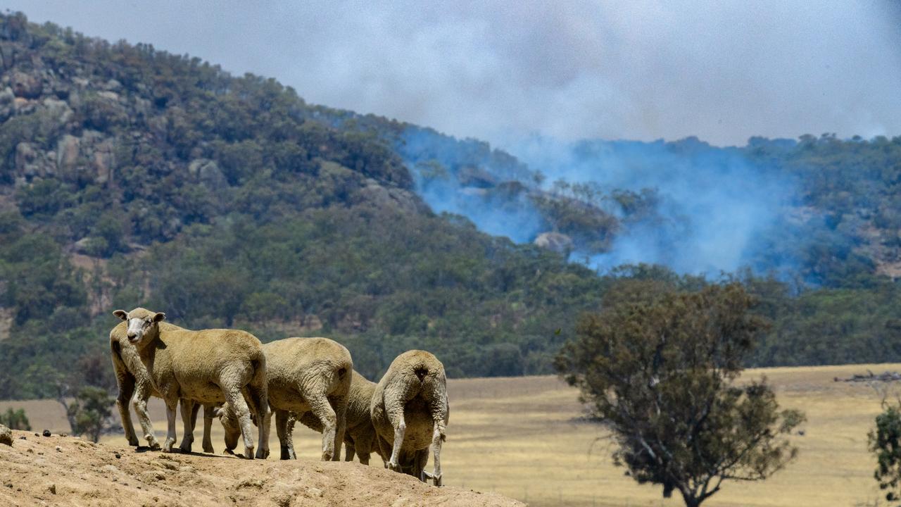 Sheep on a hill