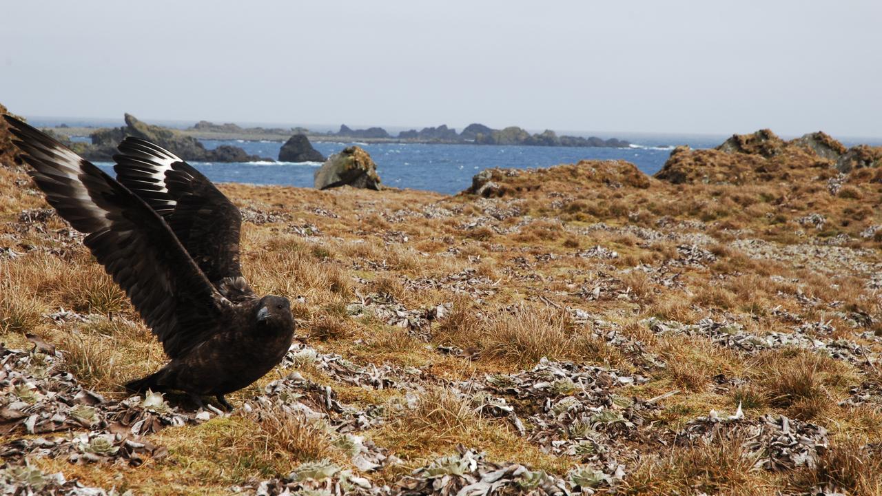 skua