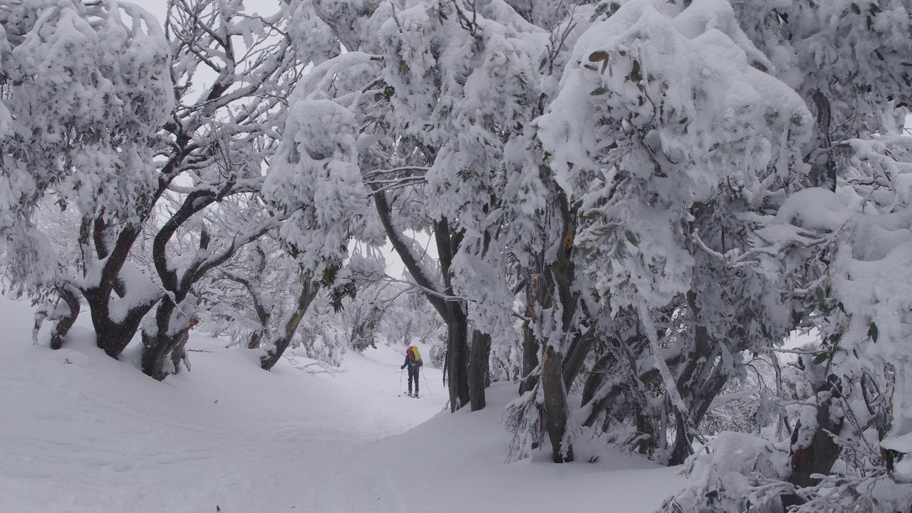 Snow gum trees