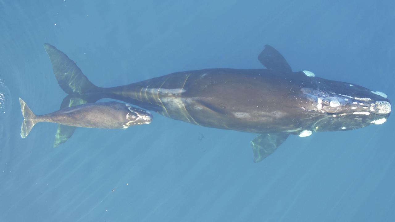 southern right whale