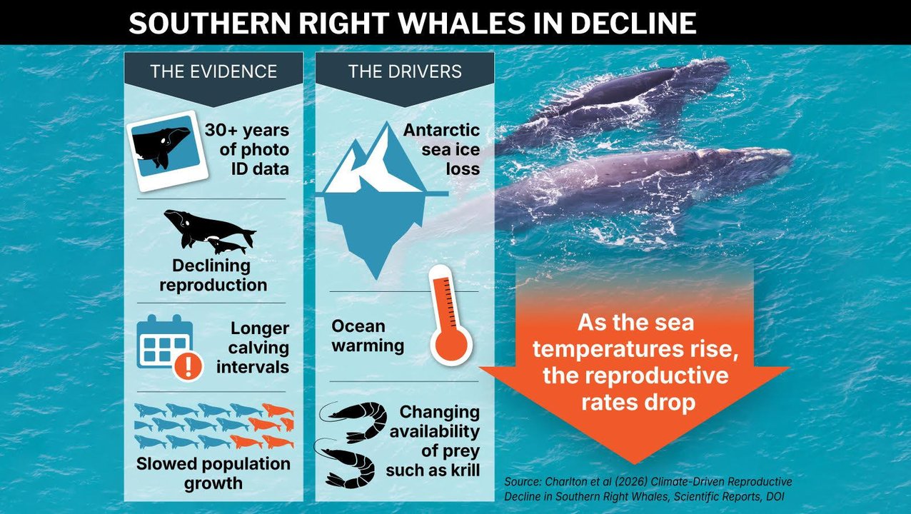 Southern right whales in decline