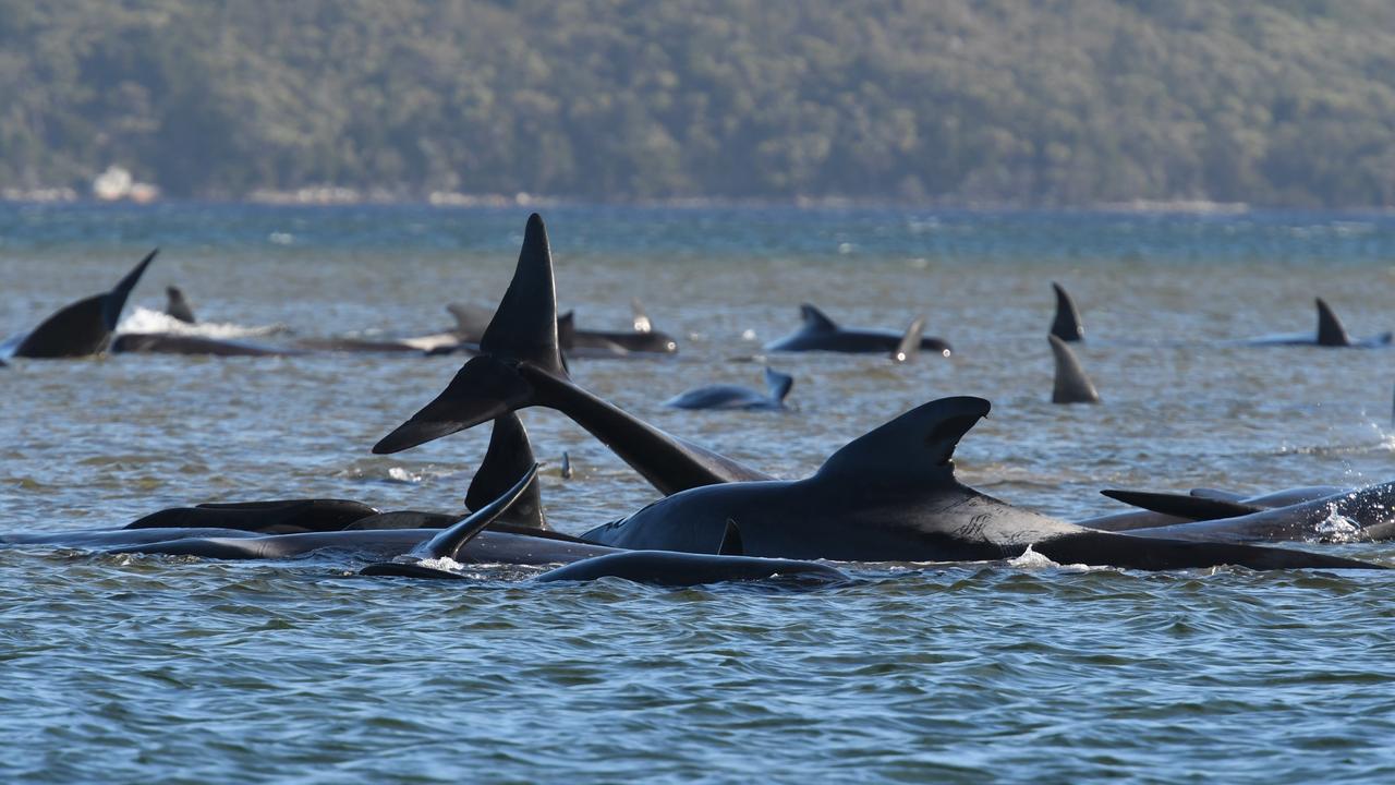 Stranded pilot whales in Tasmania (file)