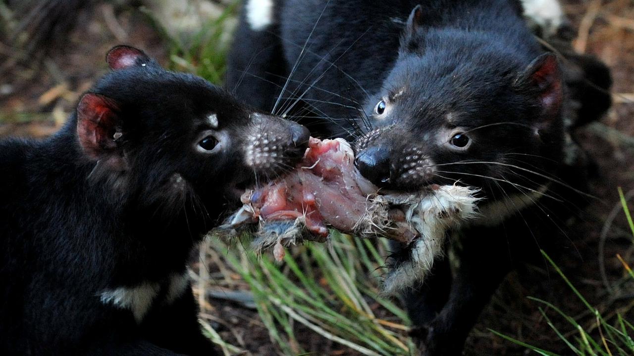 Tasmanian devils
