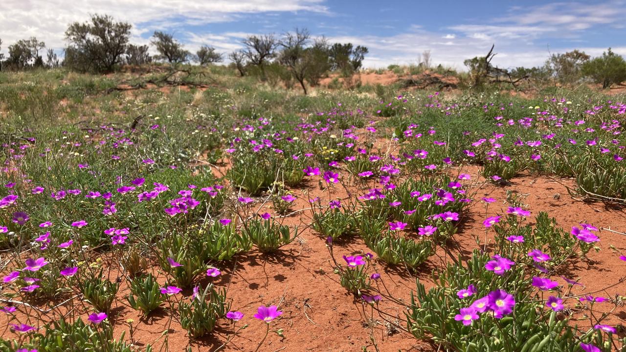 The Arid Recovery reserve