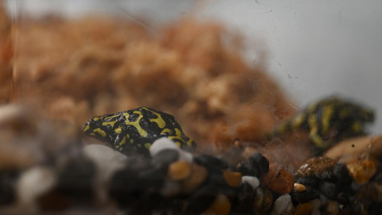 The critically endangered Southern Corroberee Frog (file image)