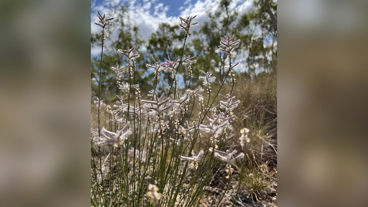 The shrub Ptilotus senarius (Amaranthaceae)