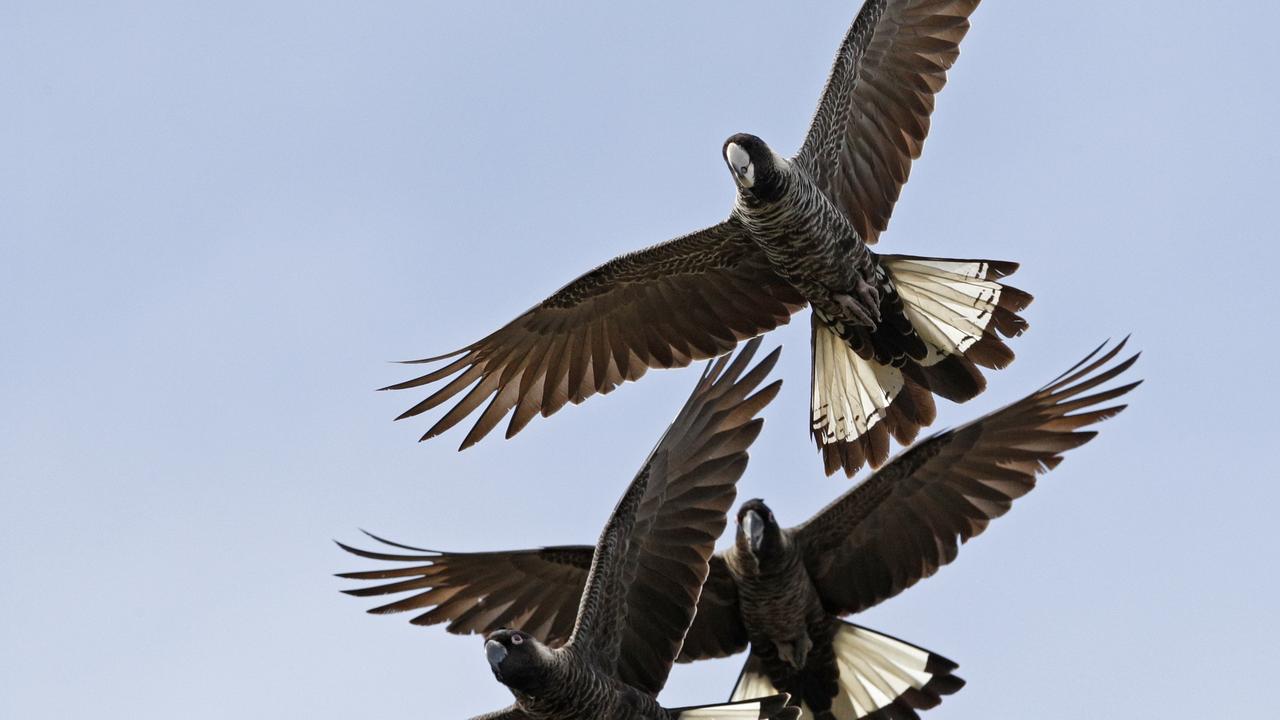 Three cockatoos in flight