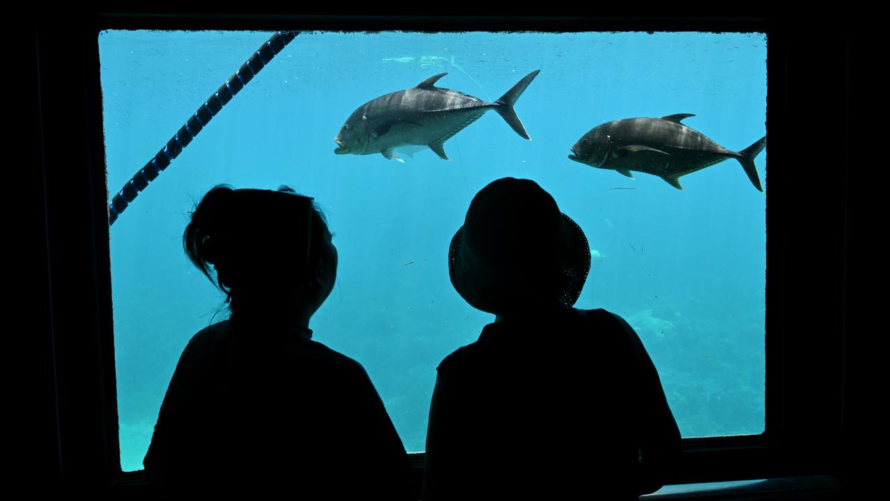 Underwater Observatory aboard the Reef Magic pontoon, Cairns