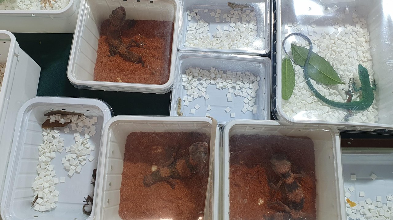 Various lizards seized in Adelaide