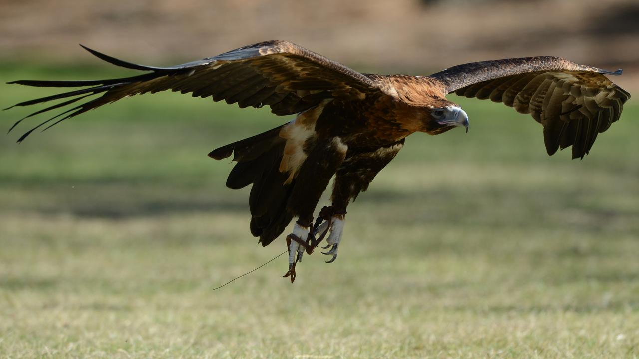 wedge-tailed eagle