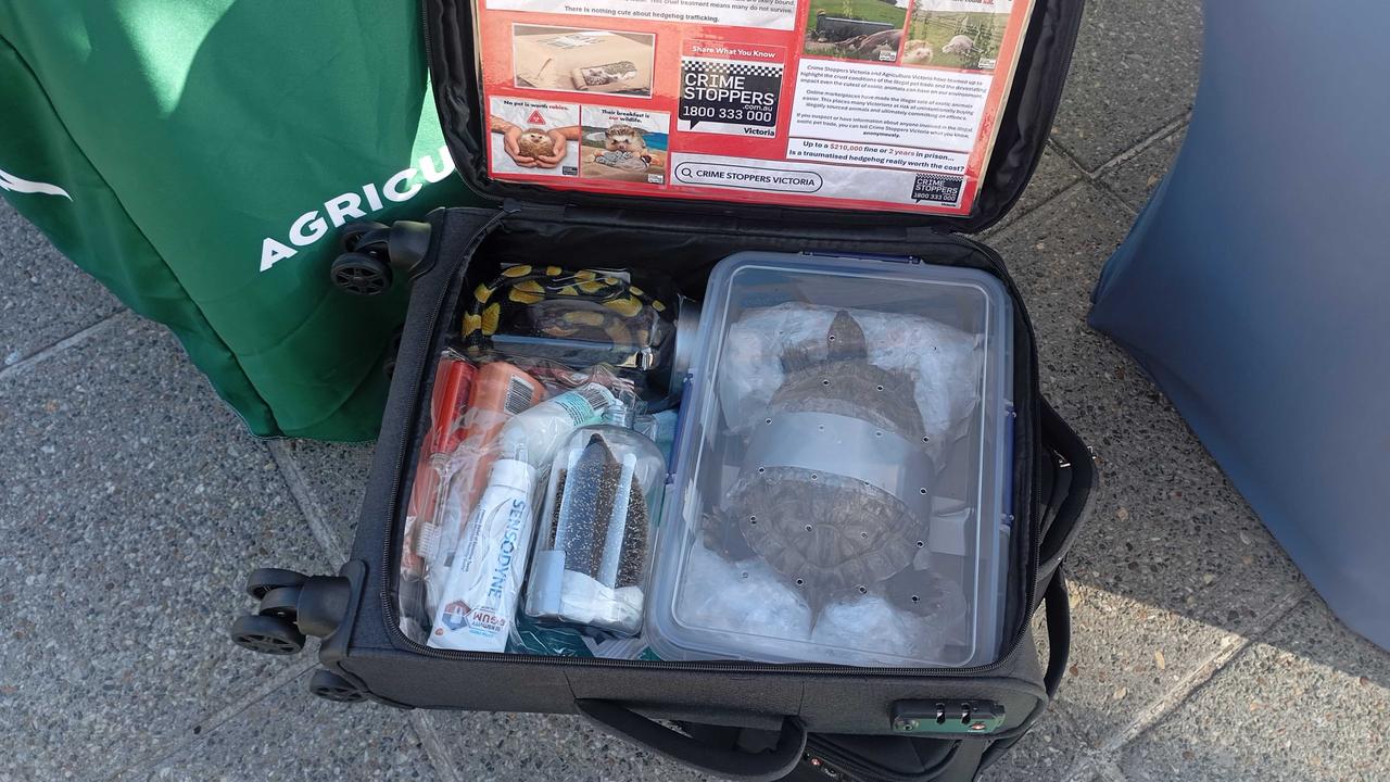 Wildlife packed in a suitcase