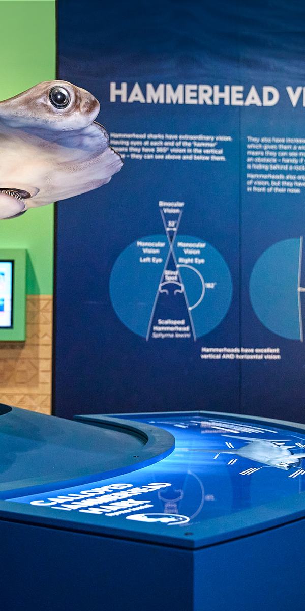 Australian Museum blockbuster Sharks exhibition September 2022
