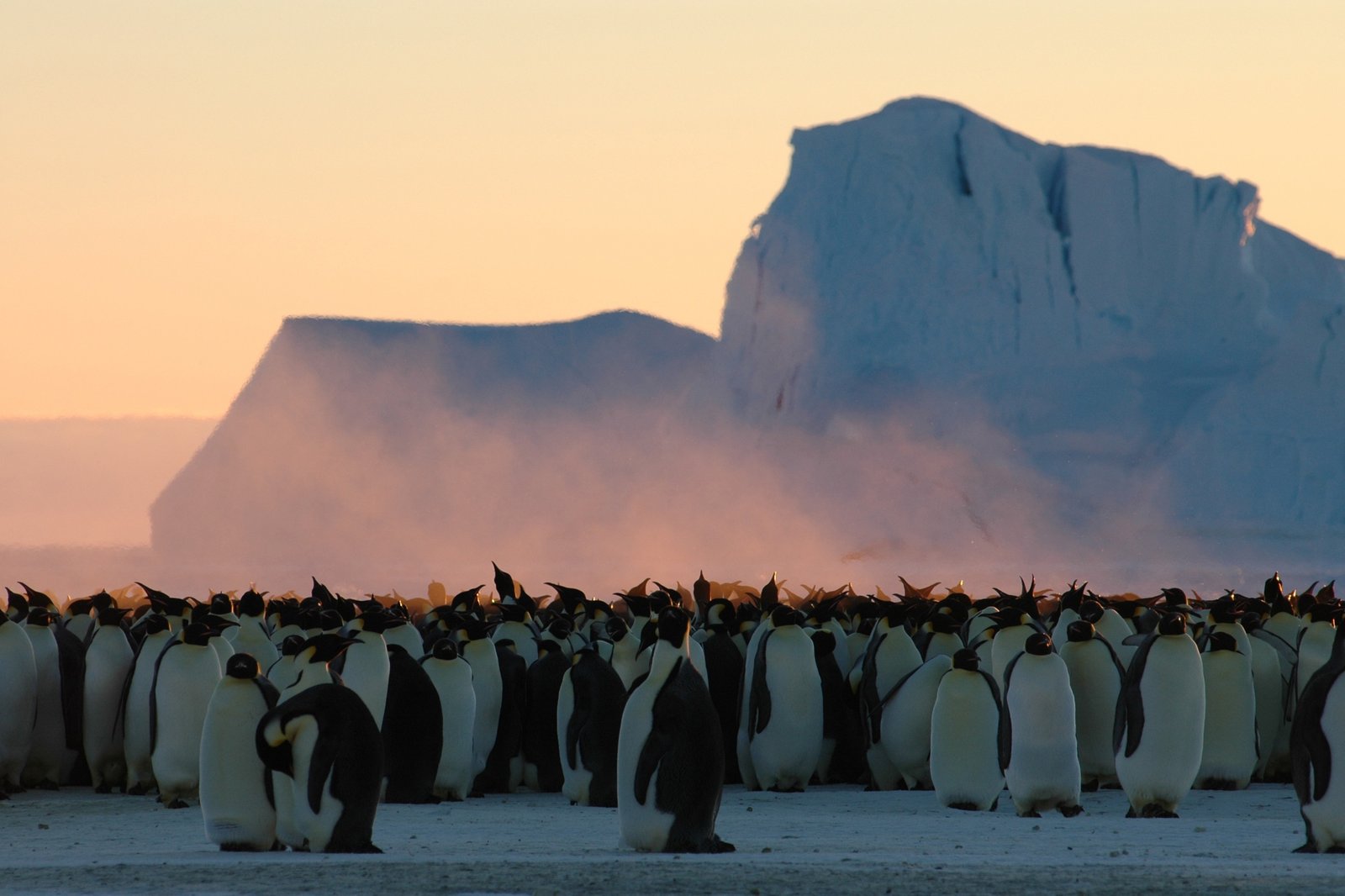 A colony of emperor penguins huddles on Antarctic ice before a large iceberg at dusk.