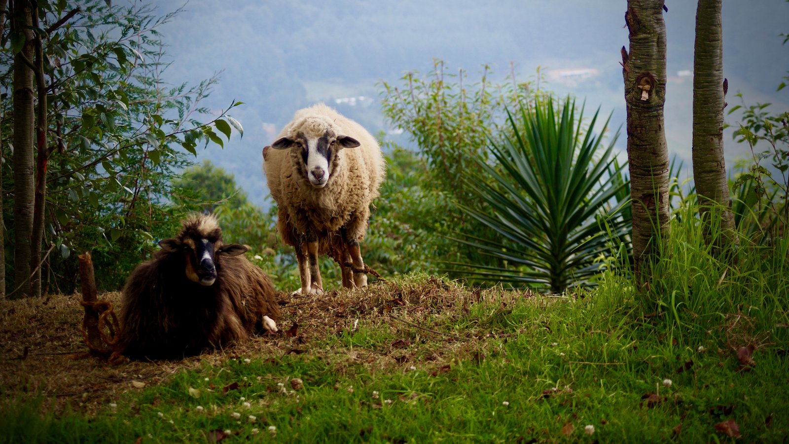 Two sheep rest and stand on a grassy hillside among trees and agave plants in Veracruz, Mexico.