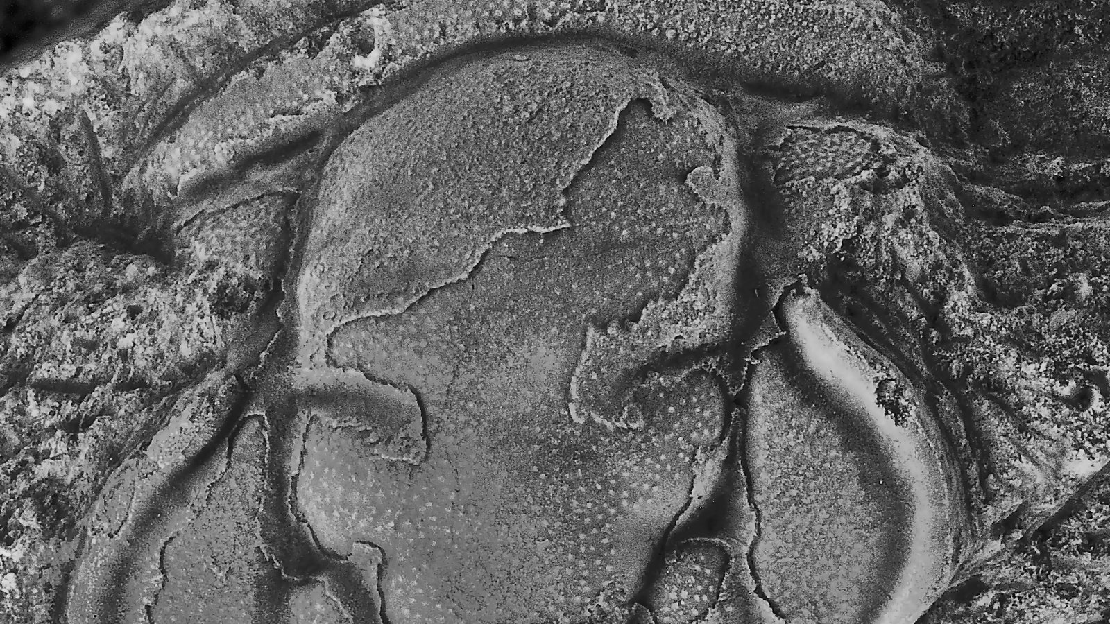 Central head fragment (cranidium) of the Amphoton bicknelli holotype