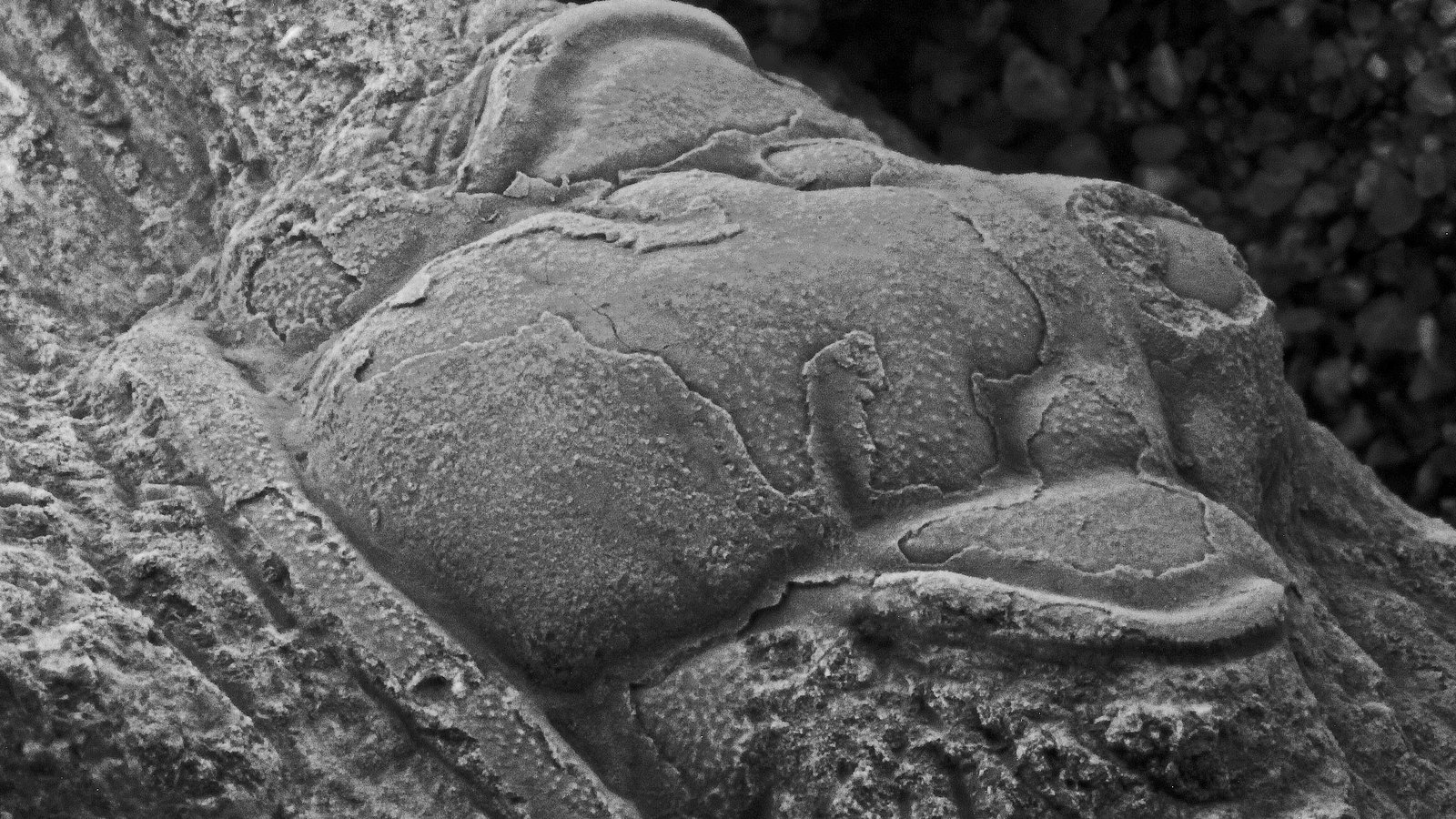 Central head fragment (cranidium) of the Amphoton bicknelli holotype