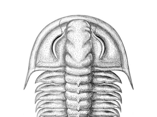 A reconstruction of the trilobite species, Amphoton bicknelli by Katrina Kenny.