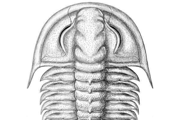 A reconstruction of the trilobite species, Amphoton bicknelli by Katrina Kenny.