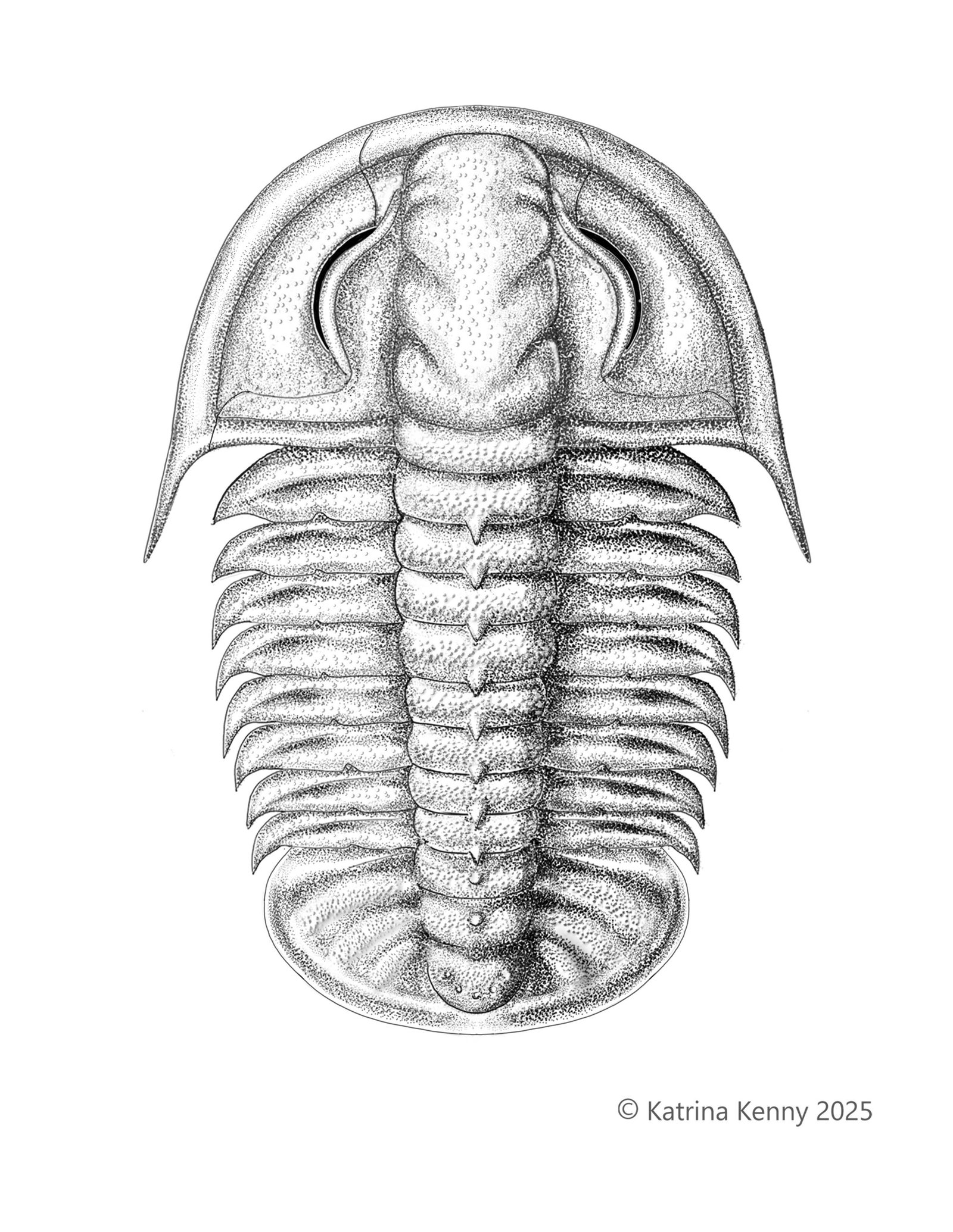 A reconstruction of the trilobite species, Amphoton bicknelli by Katrina Kenny.