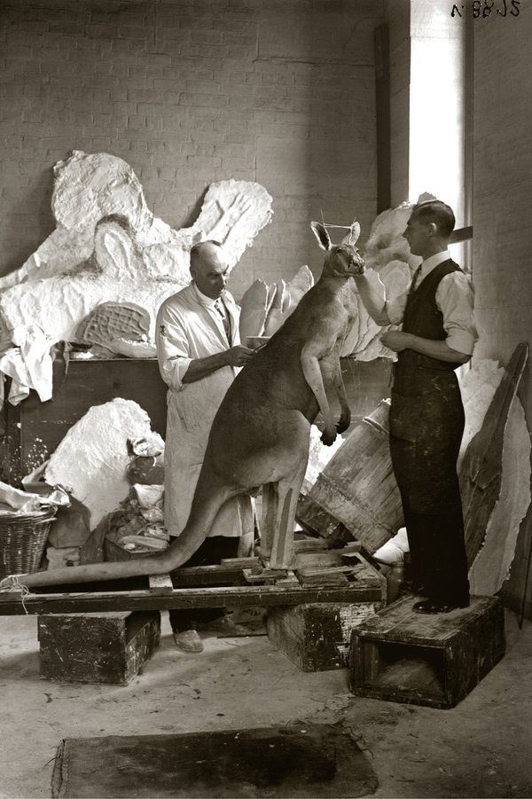 AMS351_V08872 Stages in production Red Kangaroo Group