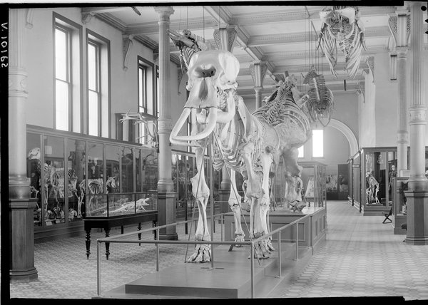 AMS351_V10162 Museum Gallery. Skeleton Gallery towards westerly direction