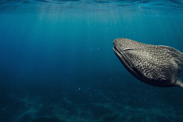 Sharks exhibition Whale Shark CTA banner, 2022